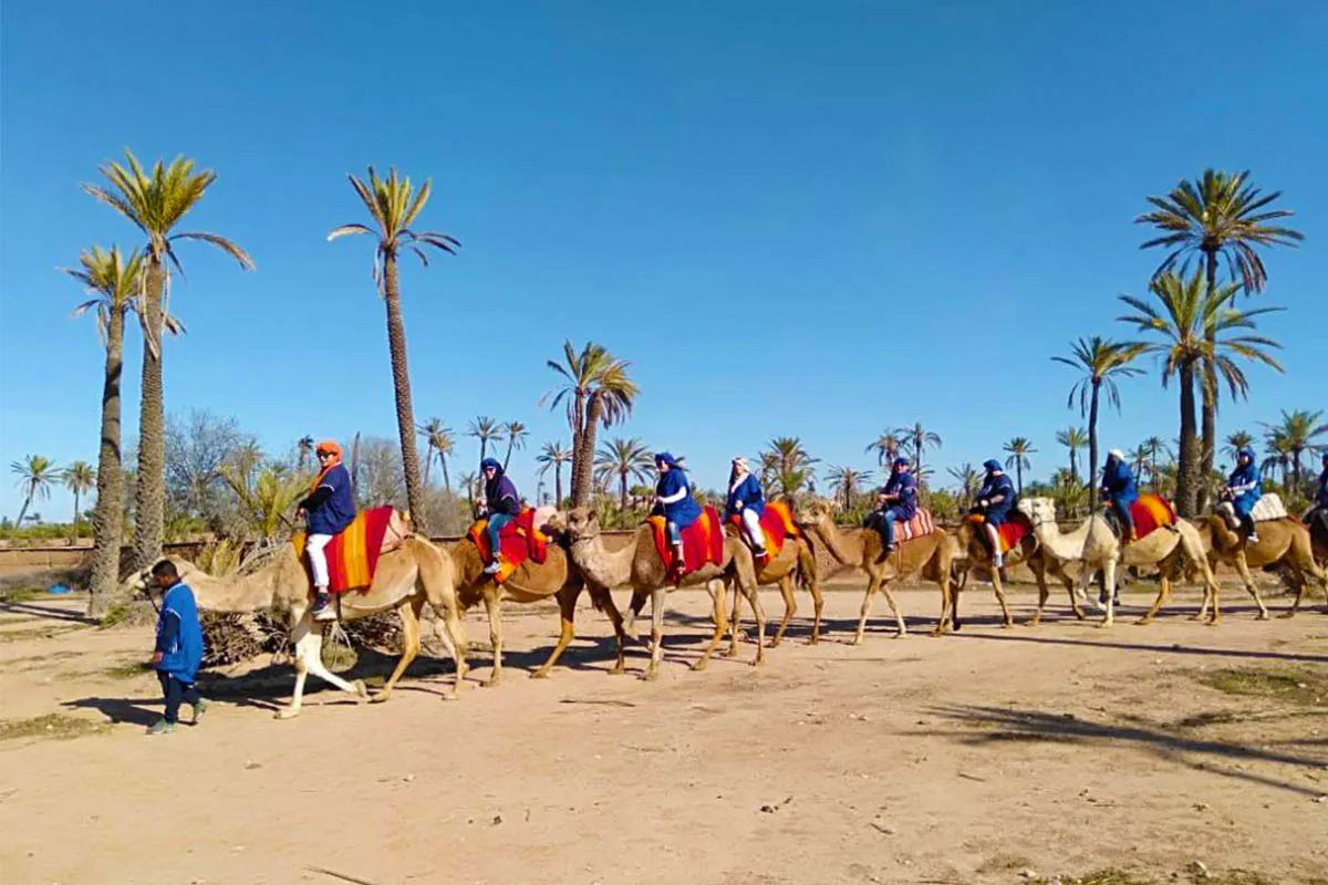 Balade en Dromadaire Marrakech dans la palmeraie